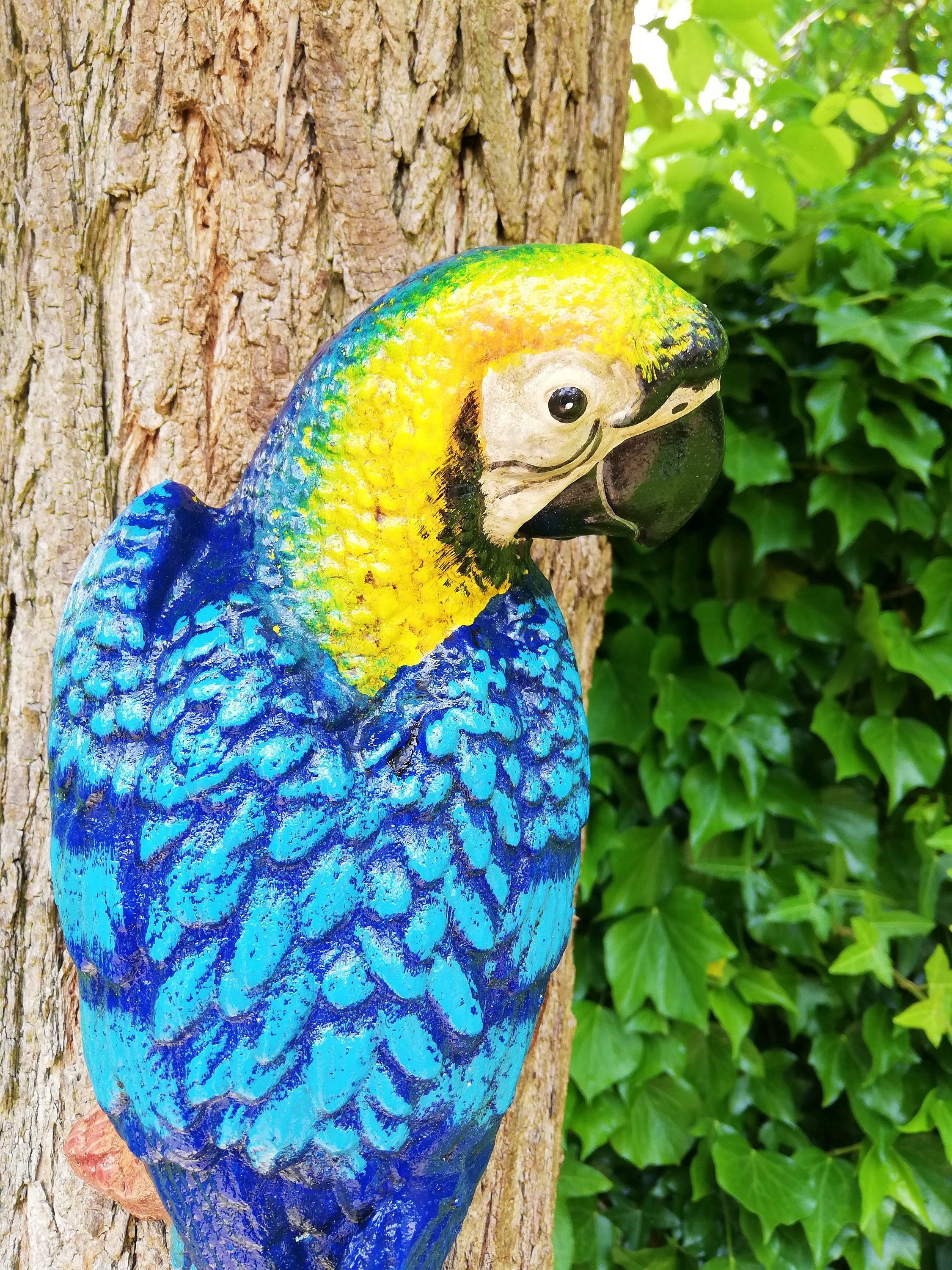 Blue 2024 macaw parrot