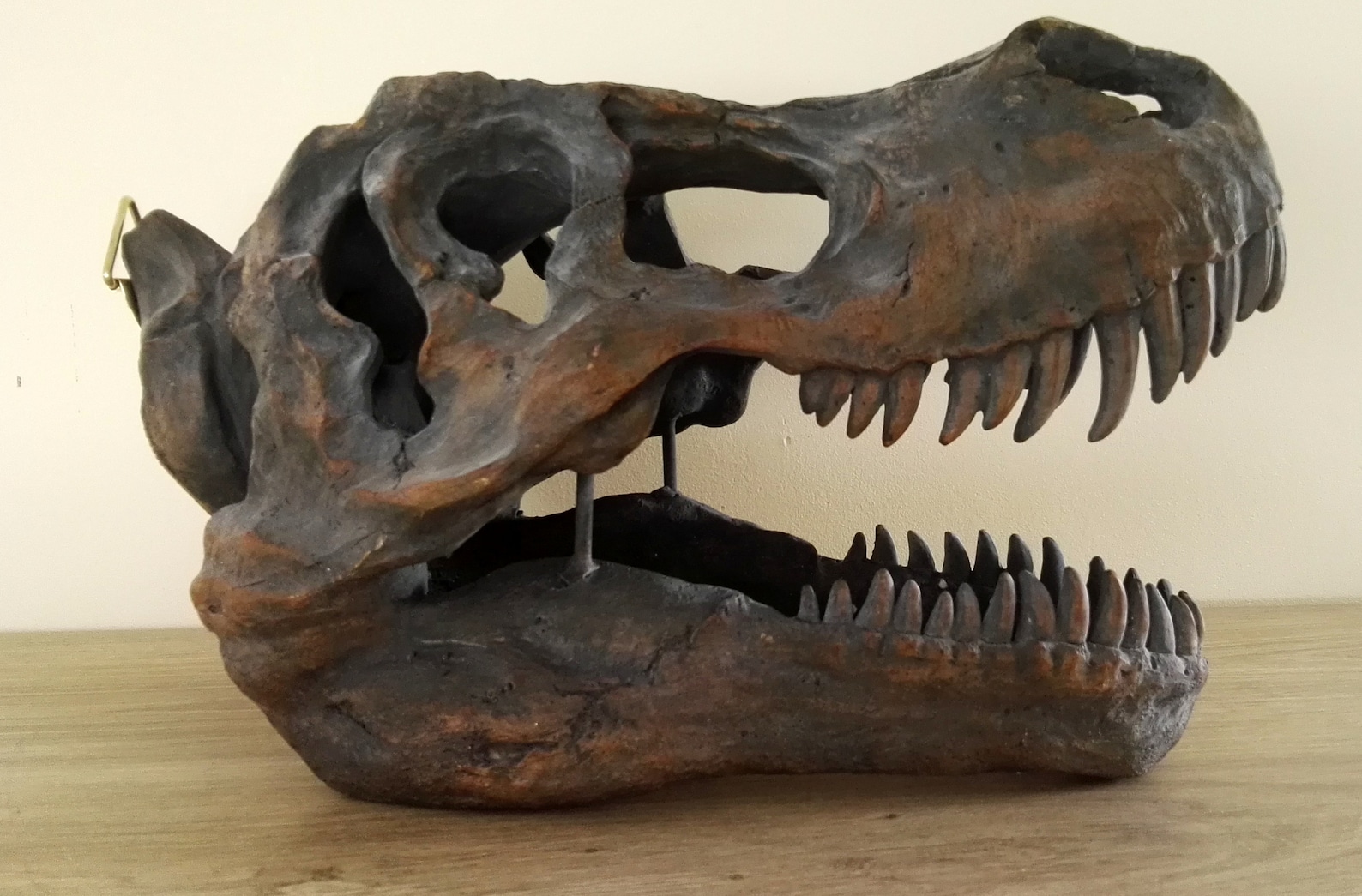 Strex Skull A Large T-rex Skull Wall Mounted Dinosaur Head - Etsy Canada