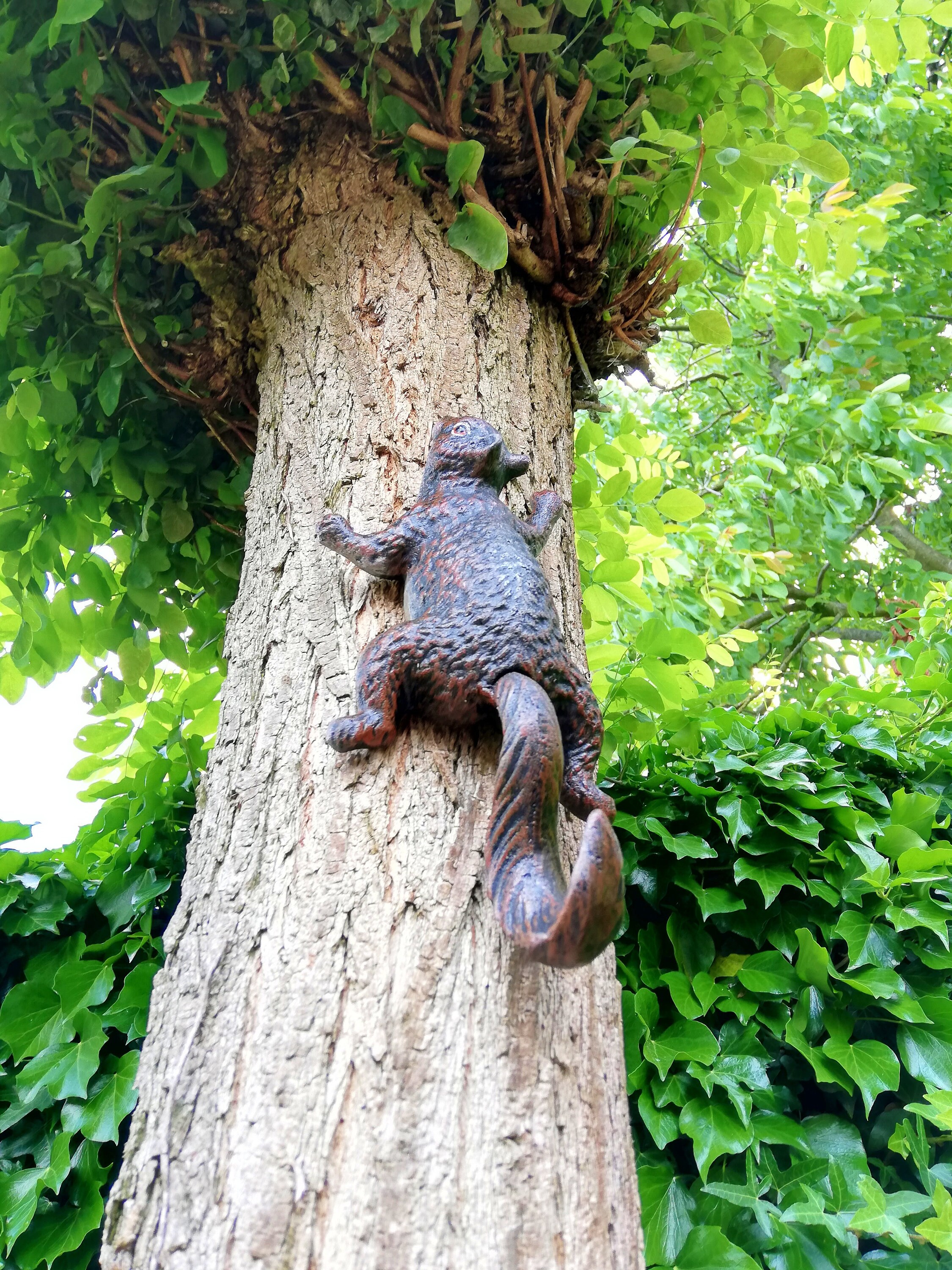 A climbing squirrel
