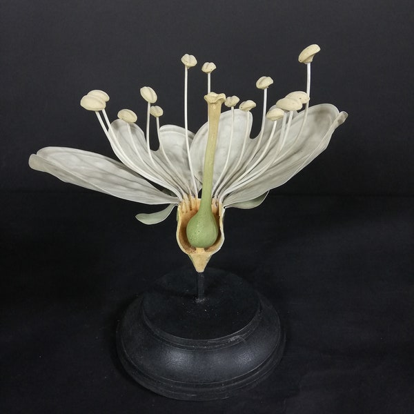 Botanical flower - Flower model