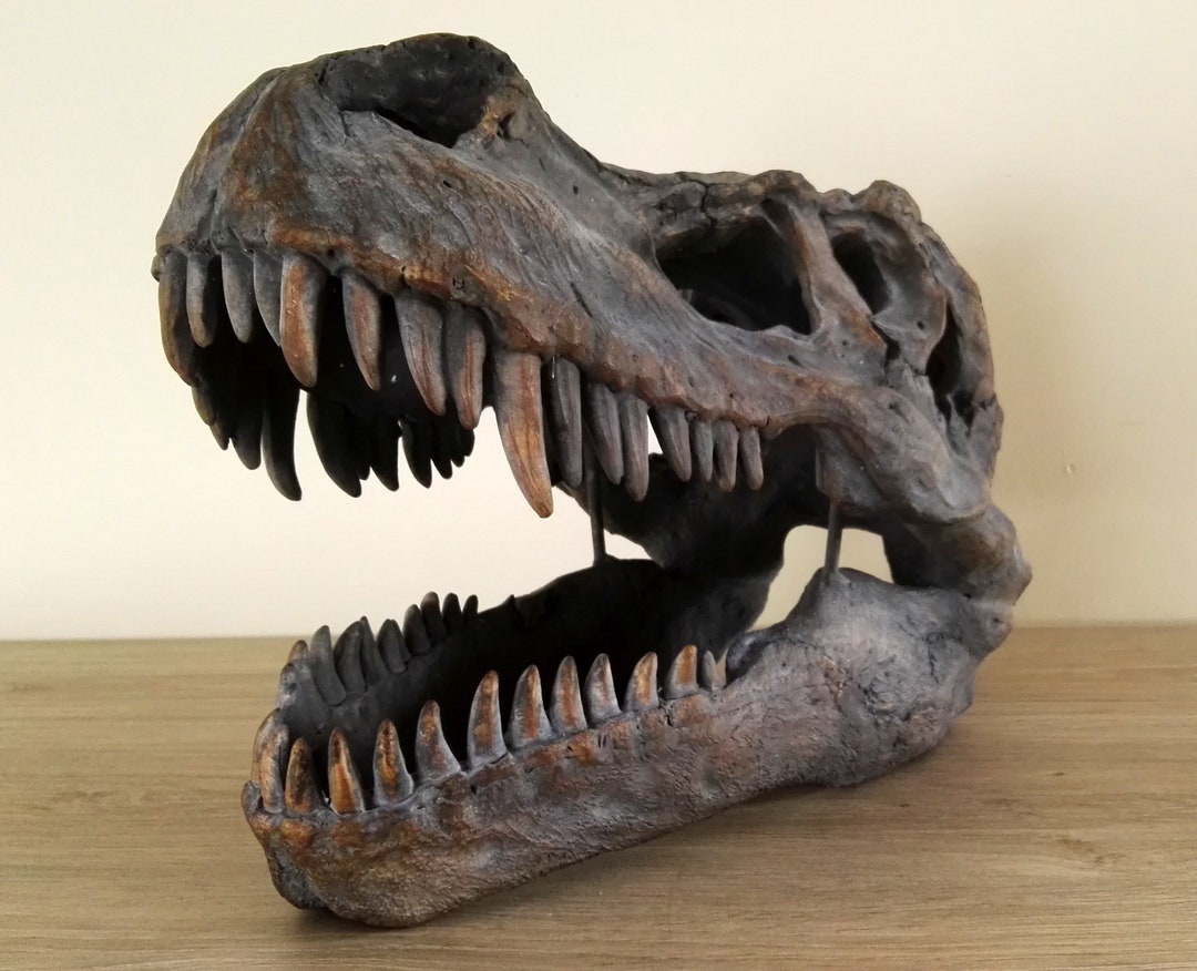 A Large T-rex Skull Wall Mounted Dinosaur Head - Etsy Canada