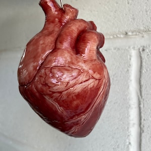 Realistic Human Heart