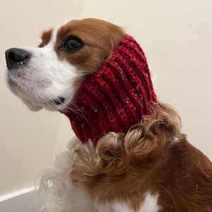 May include: A Cavalier King Charles Spaniel wearing a red knitted ear warmer. The ear warmer is a vibrant red with flecks of blue, yellow, and green. The dog has brown and white fur.
