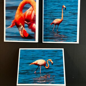 Flamingo Note Cards with Envelopes
