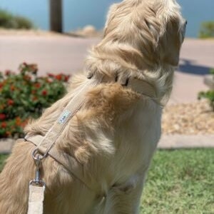 Hemp Dog Harness, Adjustable Pet Harness by Asatre Red, Black, Beige, Brown, Pink or Green Beige