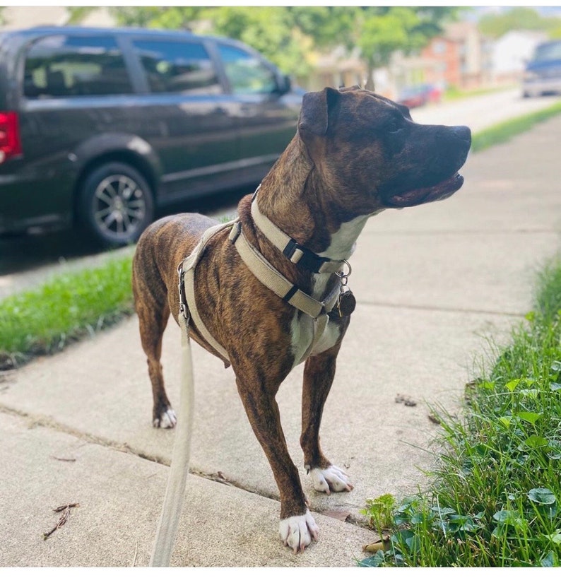 Hemp Dog Harness Collar & Leash Bundle Green Etsy