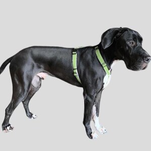 Hemp Dog Harness • Multi Clasp Fleece Lined Adjustable • Pet Harness • Back Clip Great Dane X Large • Canine Walking Eco Friendly • Asatre image 10