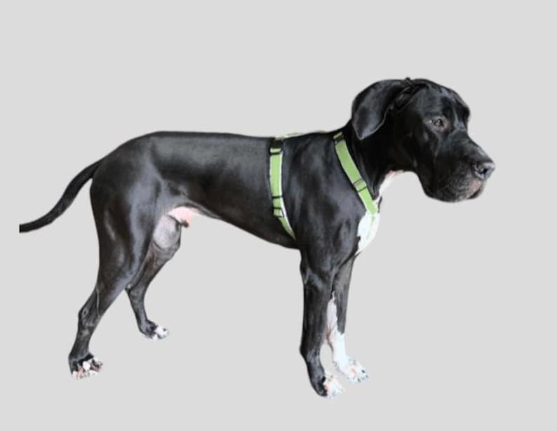 Hemp Dog Harness • Multi Clasp Fleece Lined Adjustable • Pet Harness • Back Clip Great Dane X Large • Canine Walking Eco Friendly • Asatre image 10