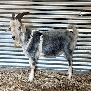 Arnés de cabra de cáñamo • Diseño de cabestro ajustable para ganado con múltiples cierres Equipo de entrenamiento para animales de granja Correa de fibra natural con forro polar para ovejas