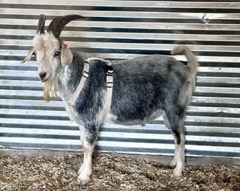 Hemp Goat Harness • Adjustable Livestock Halter Design Multi Clasp Farm Animal Equipment Training Gear Natural Fiber Lead Fleece Lined Sheep