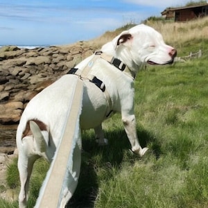 Hemp Dog Harness • Multi Clasp Fleece Lined Adjustable • Pet Harness • Back Clip Great Dane X Large • Canine Walking Eco Friendly • Asatre image 6
