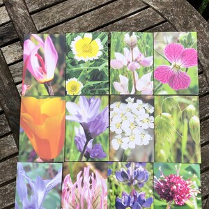 Sonoma Wildflower Blank Note Cards