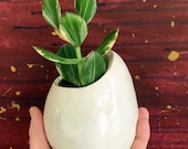 Succulent Planter, Succulent Container, Small Planter, Succulent Pot, Garden Gift, Wedding Present, Mother 39 s Day, Housewarming