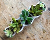 Succulent Planter, Indoor Planter, Mini Planter, Succulent Pot Gift, Ceramic Cactus Pot, Gardener 39 s Gift, Garden Lover, Succulent Pot