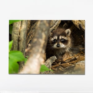Raccoon Printable, Raccoon Photo, Raccoon Wall Art, Wildlife Printable, Animal Photography Print, Raccoon Picture, Raccoon Print, Nature Art