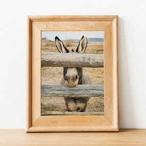 Ezel print, boerderij dieren foto, ezel foto, woestijn dier, ezel geschenken, ezel portret, boerderij dieren kunst aan de muur afbeelding 6