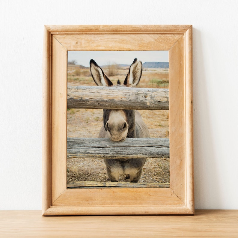 Ezel print, boerderij dieren foto, ezel foto, woestijn dier, ezel geschenken, ezel portret, boerderij dieren kunst aan de muur afbeelding 6