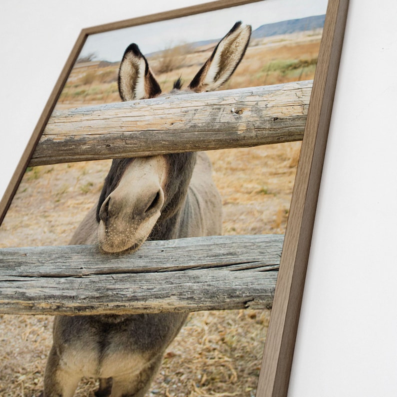 Ezel print, boerderij dieren foto, ezel foto, woestijn dier, ezel geschenken, ezel portret, boerderij dieren kunst aan de muur afbeelding 3