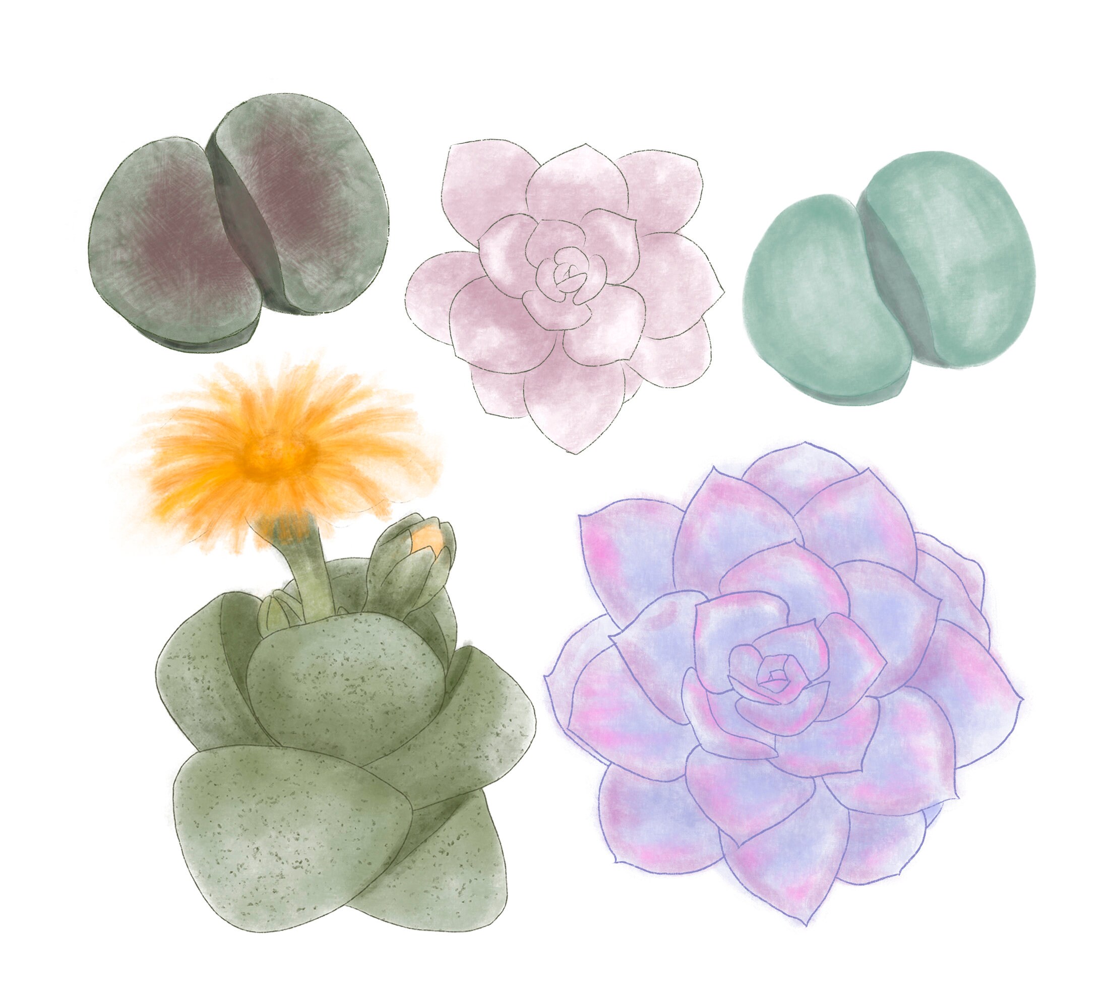 Succulents clipart Digital clipart PNG-INSTANT DOWNLOAD | Etsy