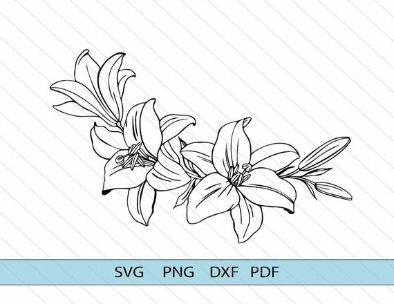 Gold Floral Outline Transparent Png Premium Image By Nunny Line Art