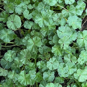 Mallow, common (Malva neglecta) Seeds - Sweet ! Unique ! Grown and Harvested in Texas !!