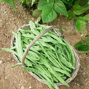 May include: A woven wicker basket filled with a large harvest of fresh, long, flat green beans. The basket features a sturdy arched handle and is positioned on dry, light brown soil near green bean plant leaves.