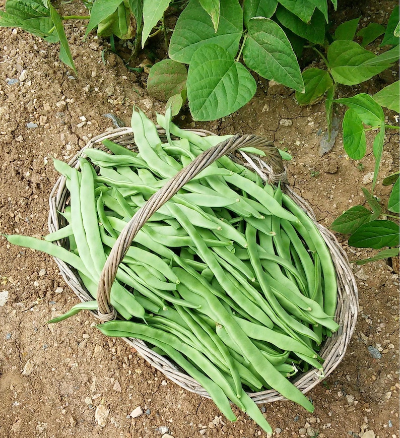 May include: A woven wicker basket filled with a large harvest of fresh, long, flat green beans. The basket features a sturdy arched handle and is positioned on dry, light brown soil near green bean plant leaves.