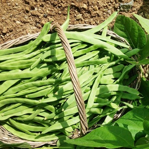May include: A woven wicker basket filled with a large harvest of long, flat, bright green runner beans. The basket features a sturdy, twisted handle and is positioned outdoors, showcasing the fresh, crisp texture of the green vegetables.