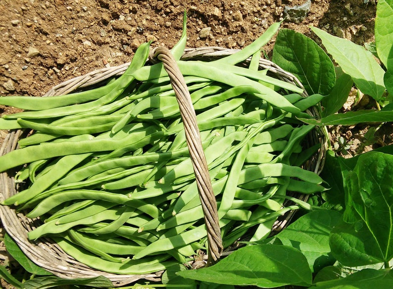 May include: A woven wicker basket filled with a large harvest of long, flat, bright green runner beans. The basket features a sturdy, twisted handle and is positioned outdoors, showcasing the fresh, crisp texture of the green vegetables.