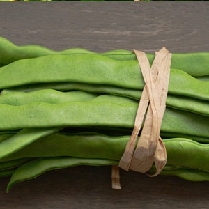 May include: A bundle of fresh, vibrant green flat beans tied together with a strip of light brown raffia. The beans are long, slender, and have a slightly curved, textured surface, showcasing their natural, raw, and unpeeled state.