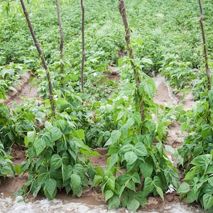 May include: Green bean plants growing in a garden, with vibrant green leaves climbing up tall, thin wooden stakes. The plants are rooted in moist, brown soil, with visible irrigation channels running between the rows of vegetation.