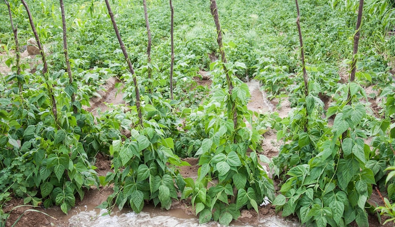 May include: Green bean plants growing in a garden, with vibrant green leaves climbing up tall, thin wooden stakes. The plants are rooted in moist, brown soil, with visible irrigation channels running between the rows of vegetation.