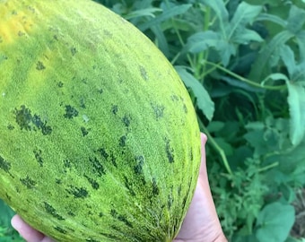 May include: A large, green melon with a mottled, dark green pattern. The melon is being held in a person's hand.