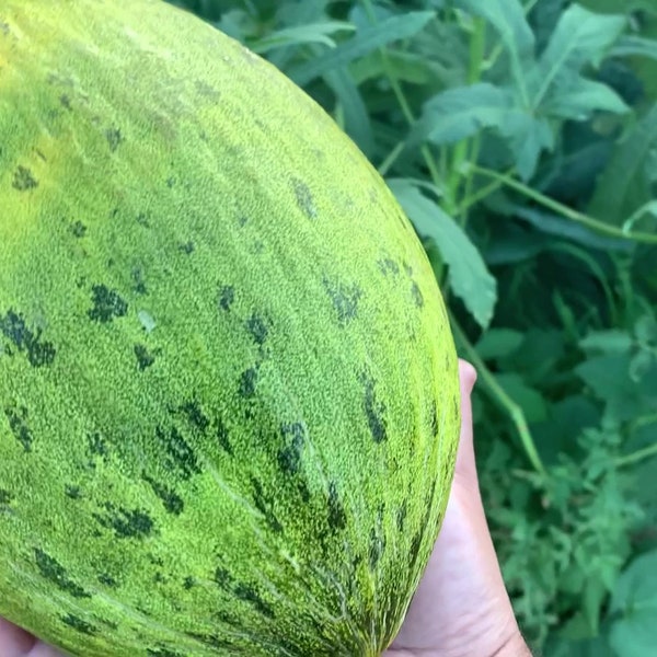 Santa Claus Melon seeds - Christmas Melon - Grown in Texas - Free shipping -