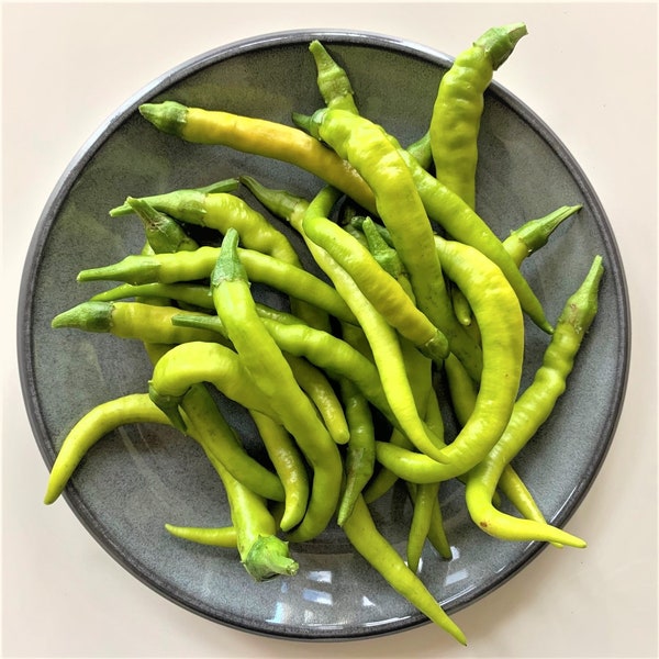 Turkish Corbaci sweet pepper seeds - Sweet ! Unique ! Grown and Harvested in Texas !!