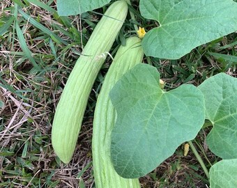 May include: Two long, light green cucumbers growing on a vine with large, green leaves.