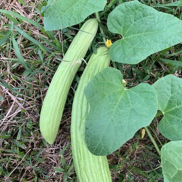 Armenian Cucumber seeds - Grown in Texas - Pale/Light variety - Free shipping -