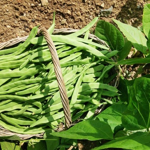 May include: A woven wicker basket filled with freshly harvested long green beans. The basket features a single twisted handle and is positioned outdoors, surrounded by vibrant green bean plant leaves and exposed brown soil in the garden.