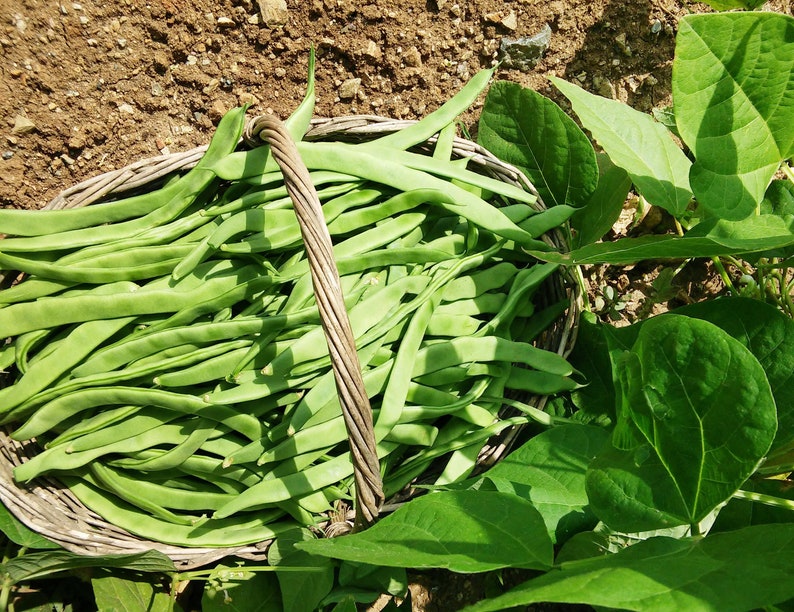 May include: A woven wicker basket filled with freshly harvested long green beans. The basket features a single twisted handle and is positioned outdoors, surrounded by vibrant green bean plant leaves and exposed brown soil in the garden.