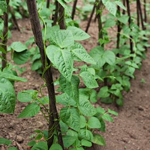 May include: Green bean plants with vibrant, trifoliate leaves climbing up dark brown wooden stakes. The climbing vines feature slender stems that wrap around the vertical supports, growing in rows within a garden soil bed.