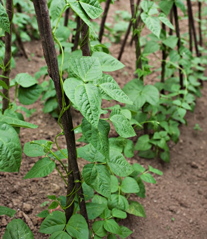 May include: Green bean plants with vibrant, trifoliate leaves climbing up dark brown wooden stakes. The climbing vines feature slender stems that wrap around the vertical supports, growing in rows within a garden soil bed.