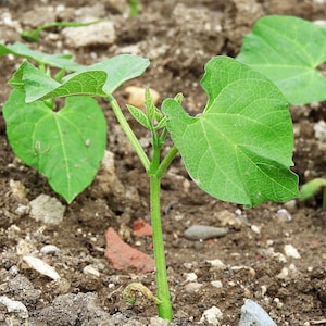May include: A young green bean plant seedling with two primary heart-shaped leaves and a central stem emerging from the soil. The plant features visible veins on the foliage and a small, developing bud at the top of the central stalk.