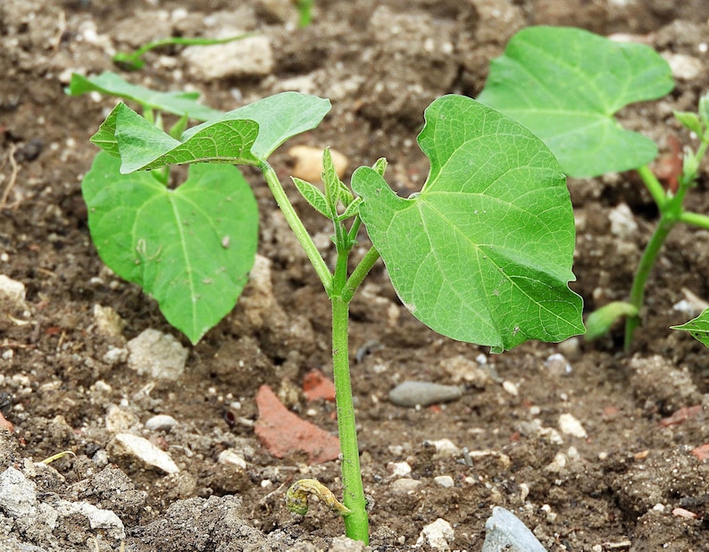 May include: A young green bean plant seedling with two primary heart-shaped leaves and a central stem emerging from the soil. The plant features visible veins on the foliage and a small, developing bud at the top of the central stalk.