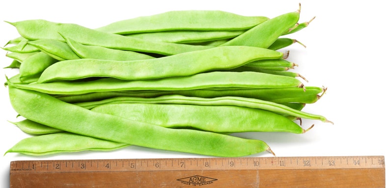 May include: A pile of fresh, bright green flat beans arranged horizontally above a wooden ruler. The ruler shows the beans measure approximately 15 inches in length. The beans have a smooth, elongated, and slightly curved shape with tapered ends.