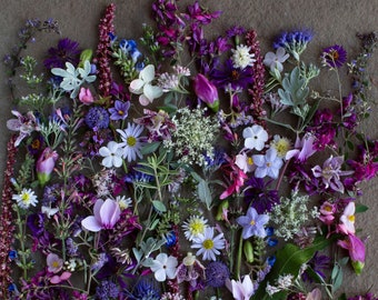 Könnte beinhalten: Eine flache Anordnung verschiedener lila, rosa und blauer Blumen auf einem grauen Hintergrund. Die Blumen sind in einem zufälligen Muster angeordnet und umfassen verschiedene Arten.
