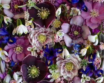 Puede incluir: Primer plano de un ramo de flores de varios colores, incluyendo iris, eléboros y campanillas de invierno. Las flores son de color morado, blanco y rosa.