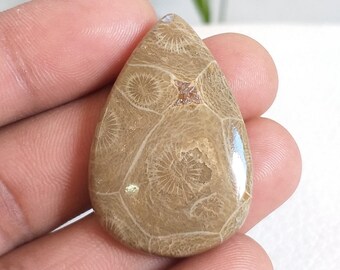 26x15x5 mm 17 Ctr. Making Pendant Loose Gemstone Semi Presiouse Fossil Coral Wonder Full Natural Fossil Coral Cabochon Gemstone