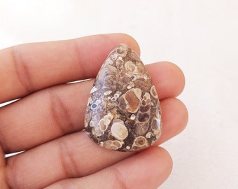 Pear Turritella Stone Cabochon: 58.3 Carat Gemstone (41x28x7 MM