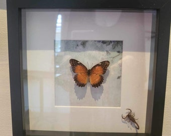 Beautiful Cethosia biblis butterfly in frame