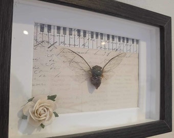 Cicada with piano in frame